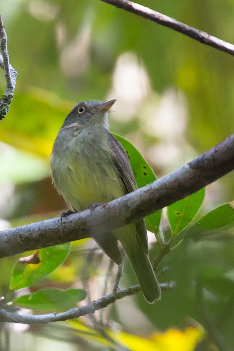 Saffron-crested Tyrant-Manakin - ML50351721