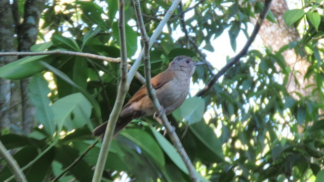 Pale-breasted Thrush - ML503517821