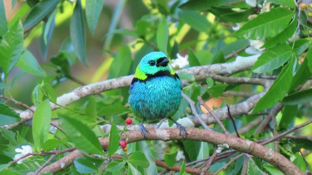 Tangara Arcoiris - ML503518171