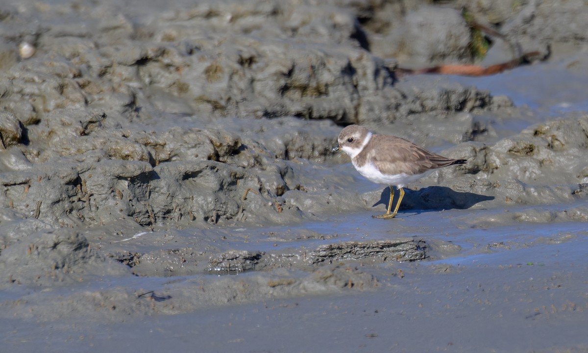 Semipalmated Plover - ML503518411