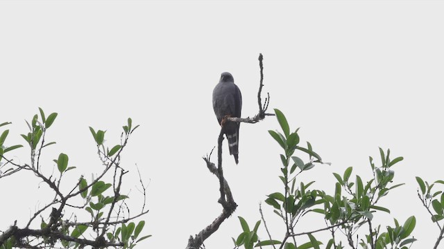 Plumbeous Kite - ML503518421