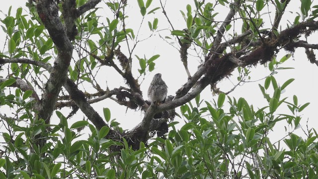 Plumbeous Kite - ML503518601