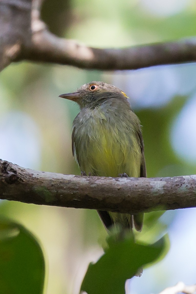 Manakin à panache doré - ML50351891