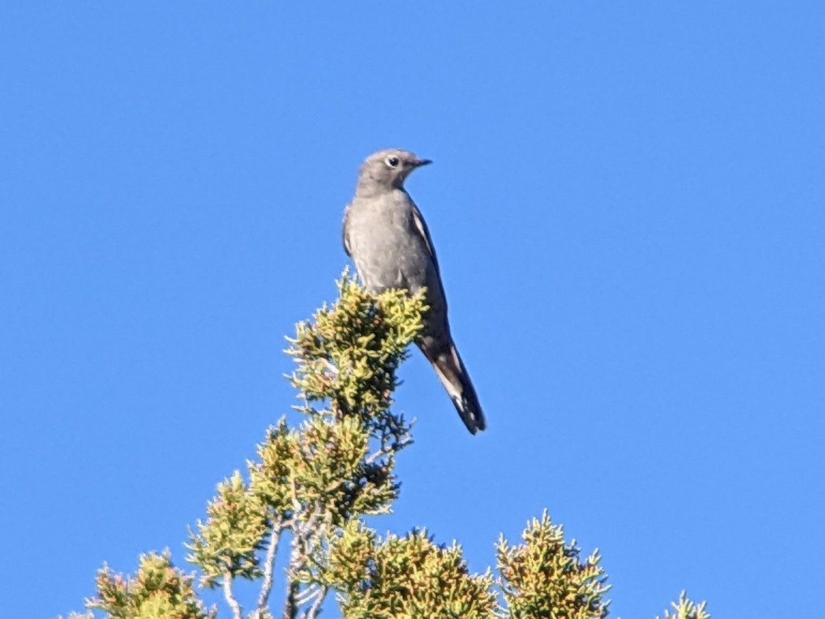 Townsend's Solitaire - ML503519771