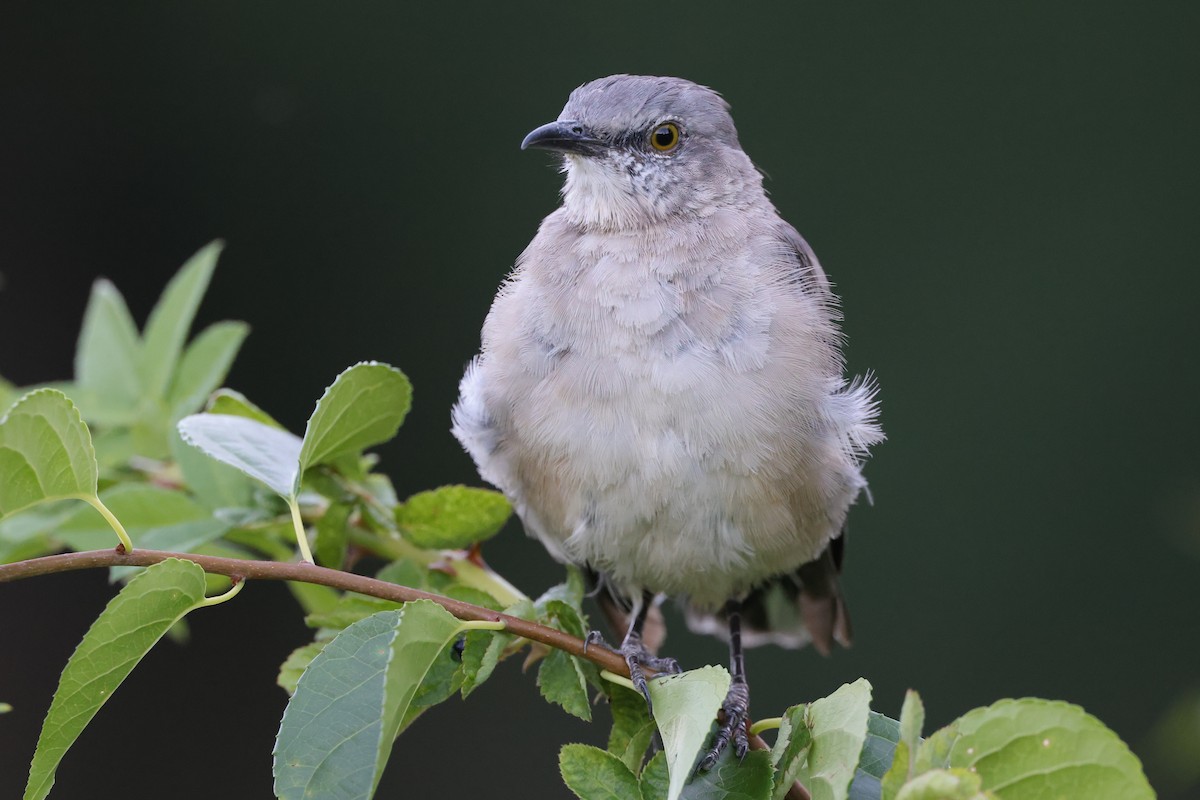 Northern Mockingbird - ML503520941