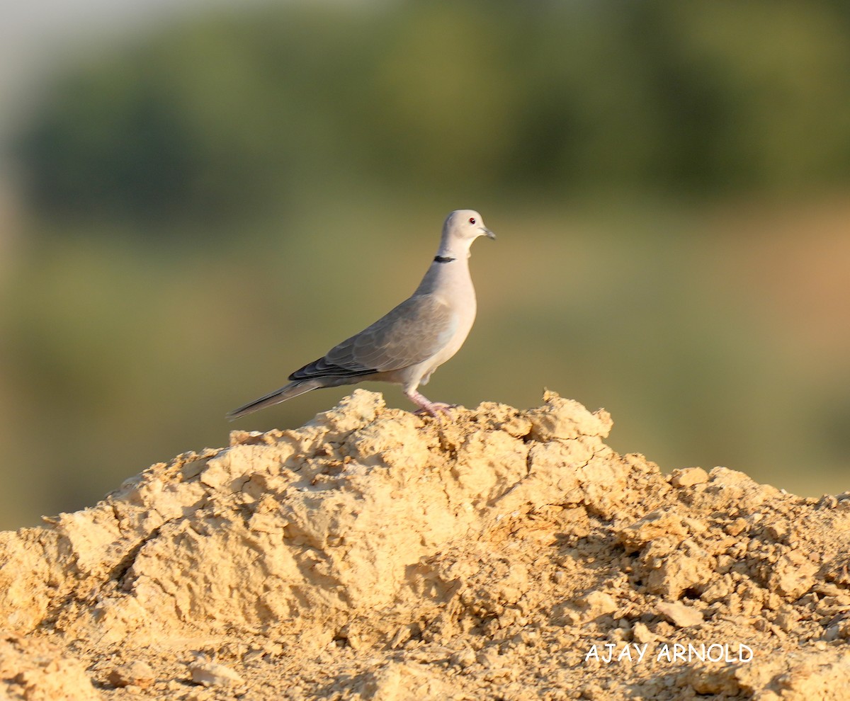 Eurasian Collared-Dove - ML503522091
