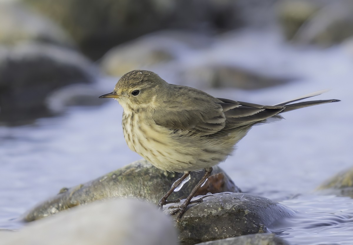 Pipit d'Amérique - ML503522661