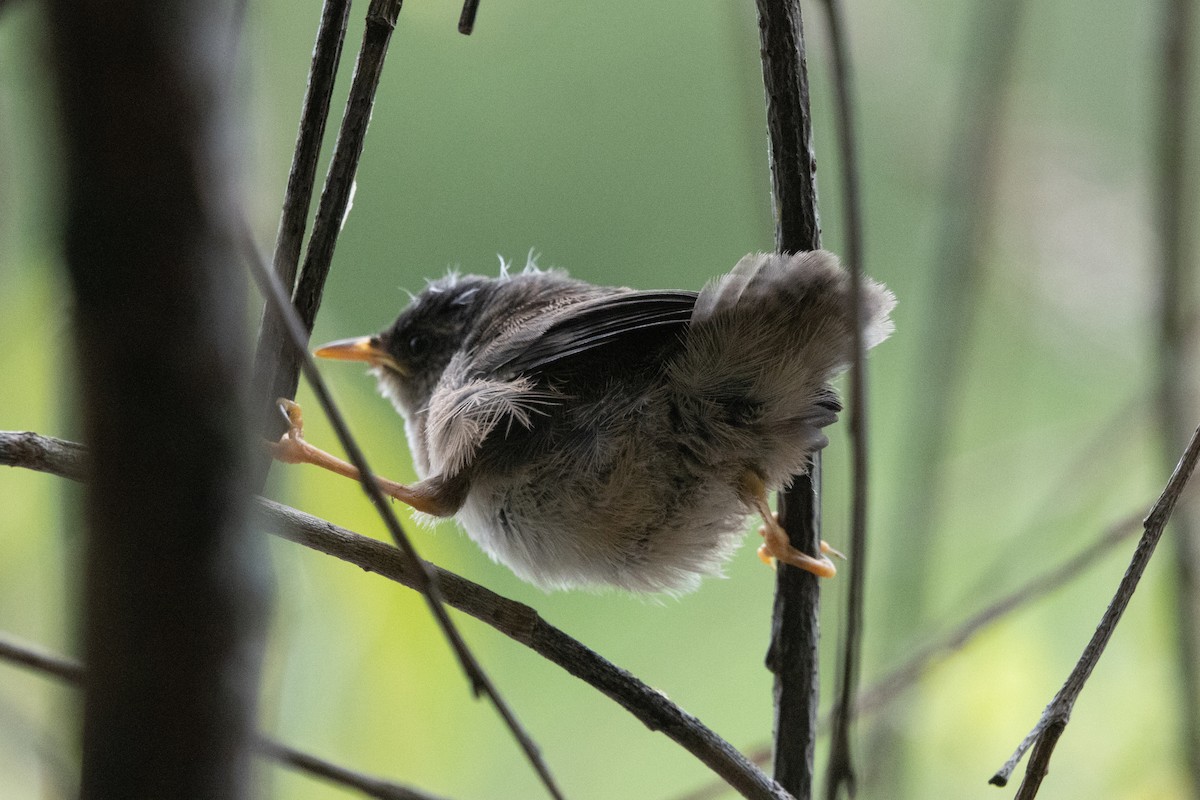 Marsh Wren - Kalpesh Krishna