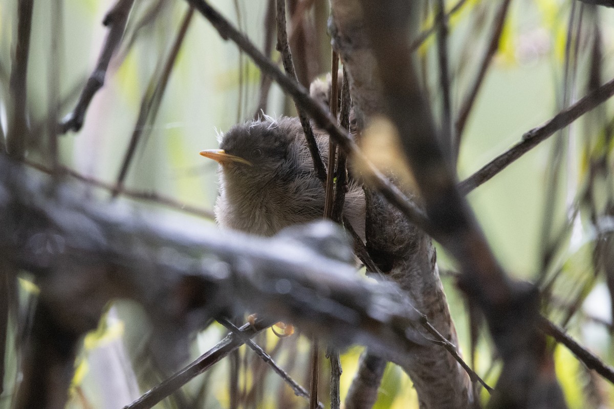 Marsh Wren - Kalpesh Krishna