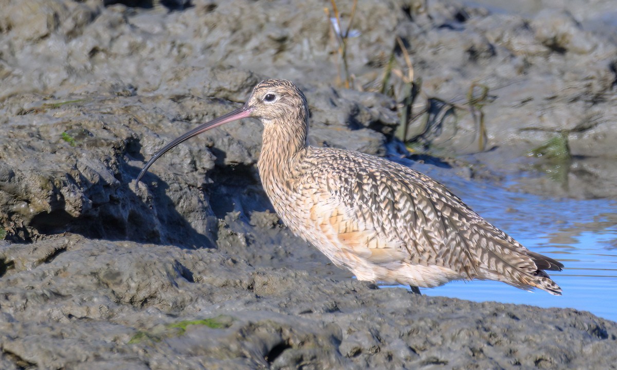 Long-billed Curlew - ML503524331