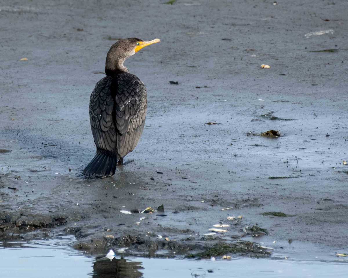 Double-crested Cormorant - ML50352591