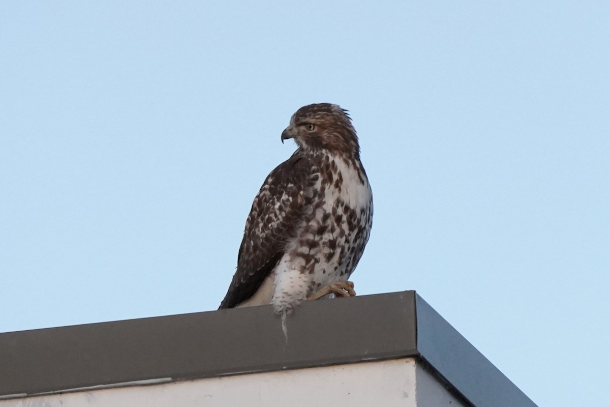 Red-tailed Hawk - ML503526011