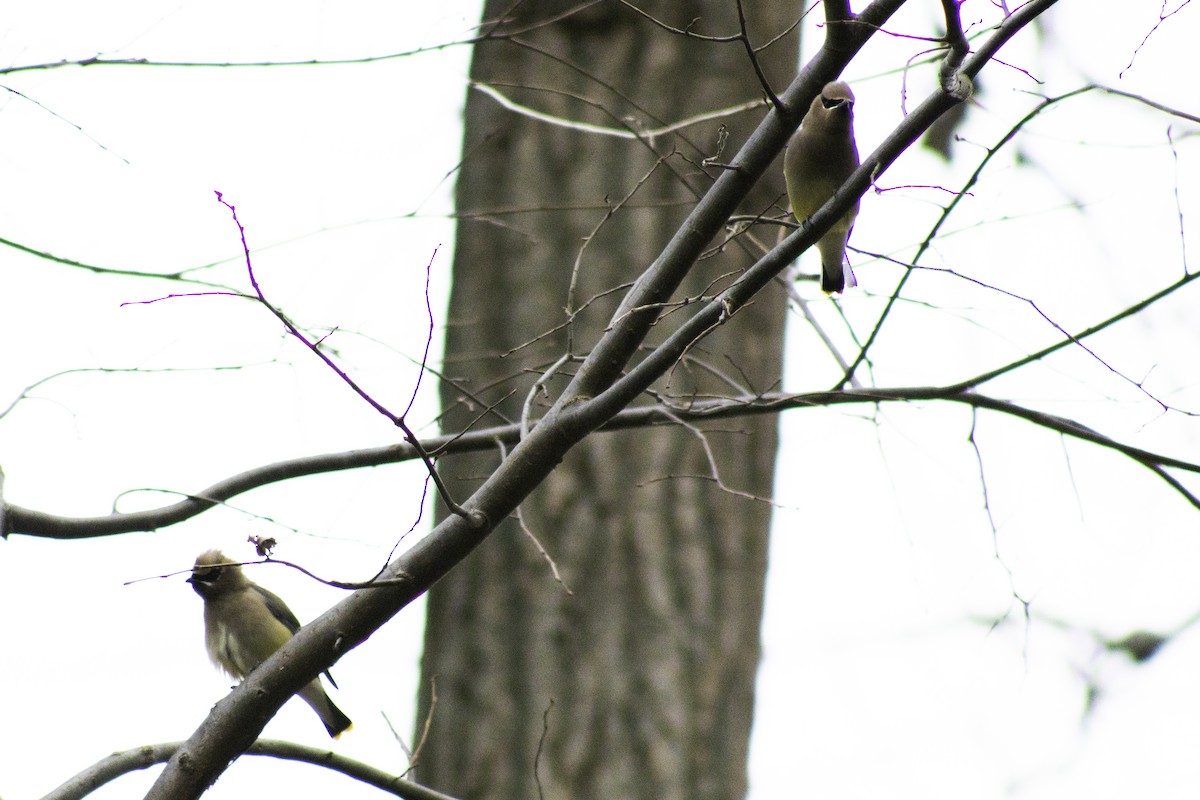 Cedar Waxwing - ML503526221