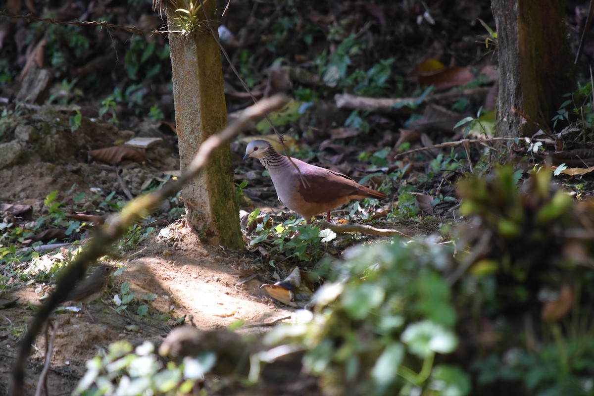 White-faced Quail-Dove - ML503526601