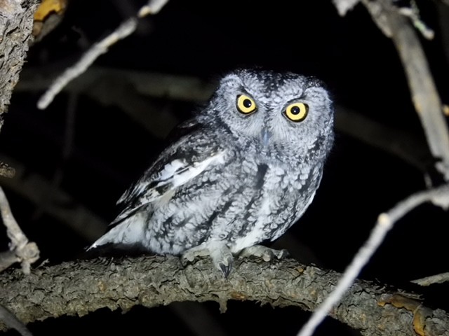 Western Screech-Owl - ML503526871