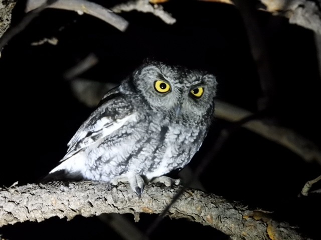 Western Screech-Owl - ML503526901