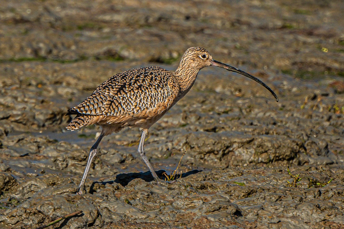 Long-billed Curlew - ML503526961