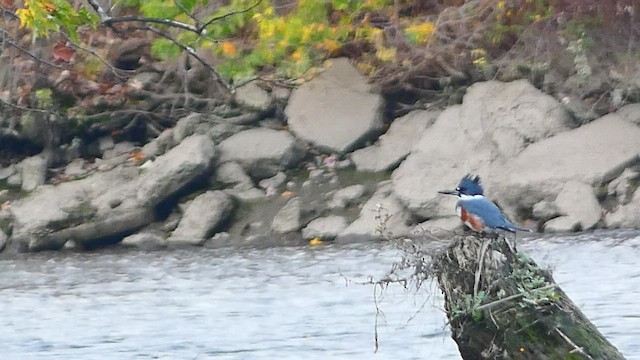Belted Kingfisher - ML503528061