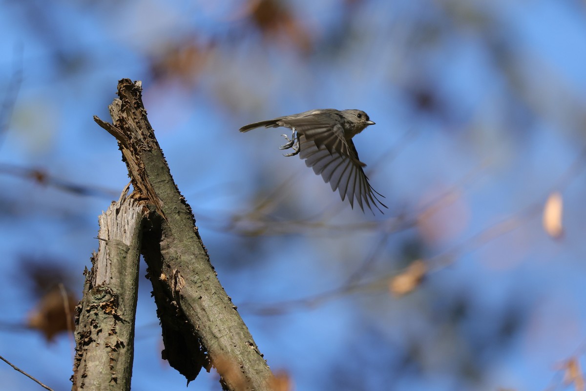 Tufted Titmouse - ML503530181