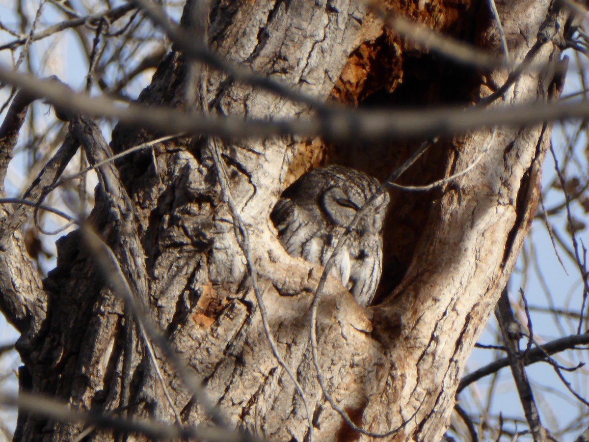 Western Screech-Owl - ML50353071