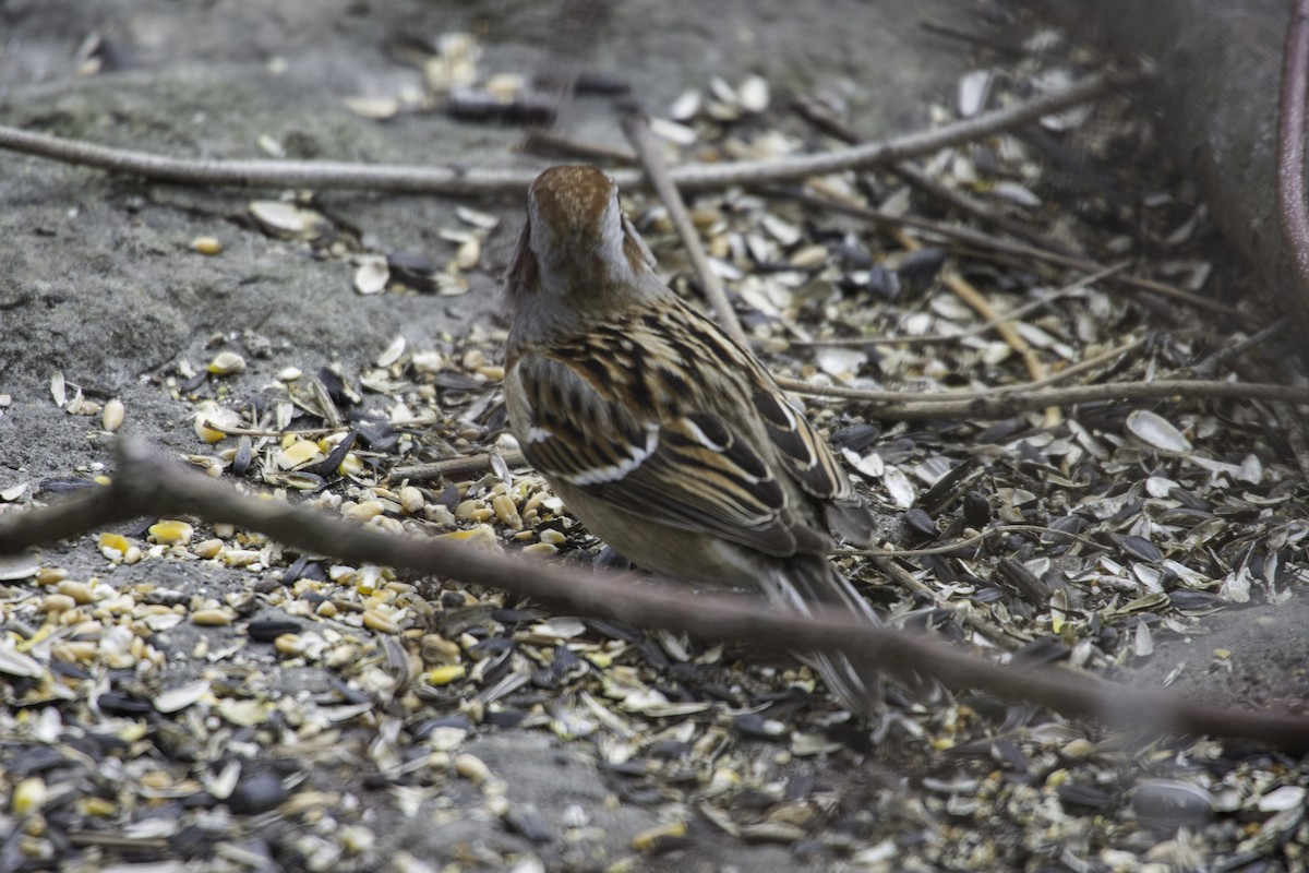 American Tree Sparrow - Wen Xu