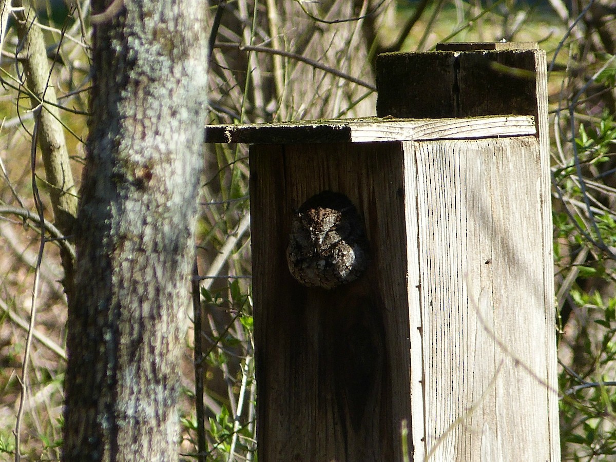 Eastern Screech-Owl - Matt Anthony