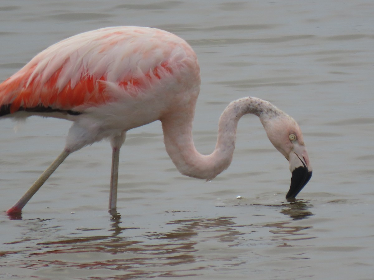 Şili Flamingosu - ML503532191