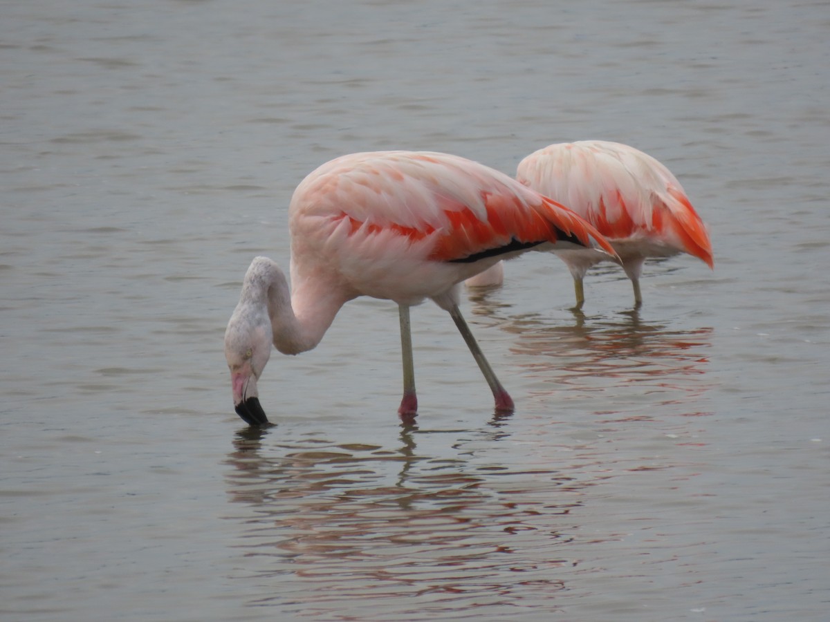 Chilean Flamingo - ML503532241