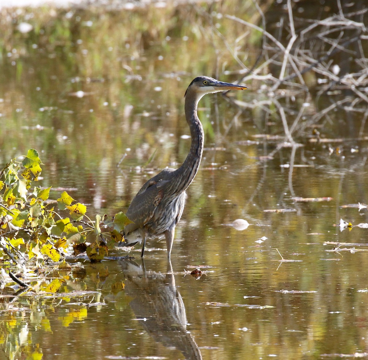 Great Blue Heron - Sandy Vorpahl