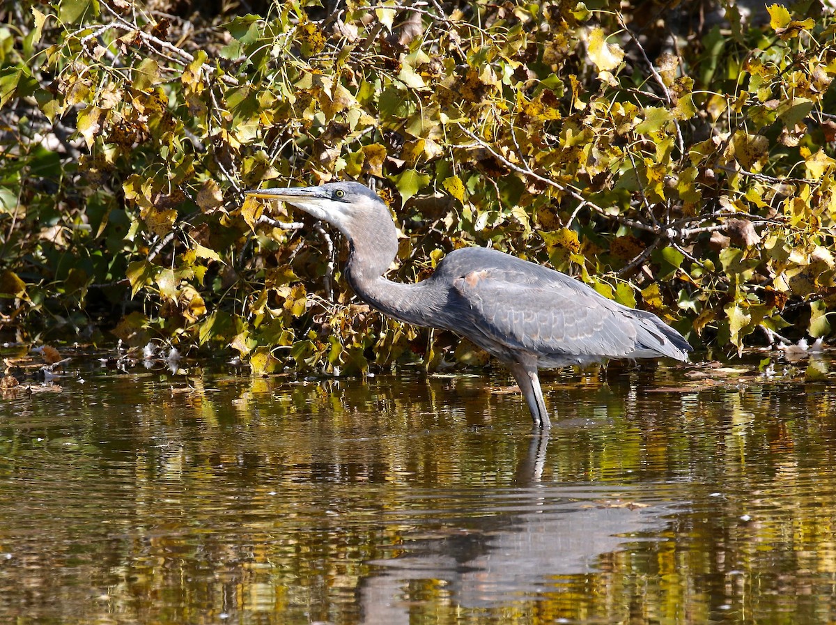 Great Blue Heron - Sandy Vorpahl