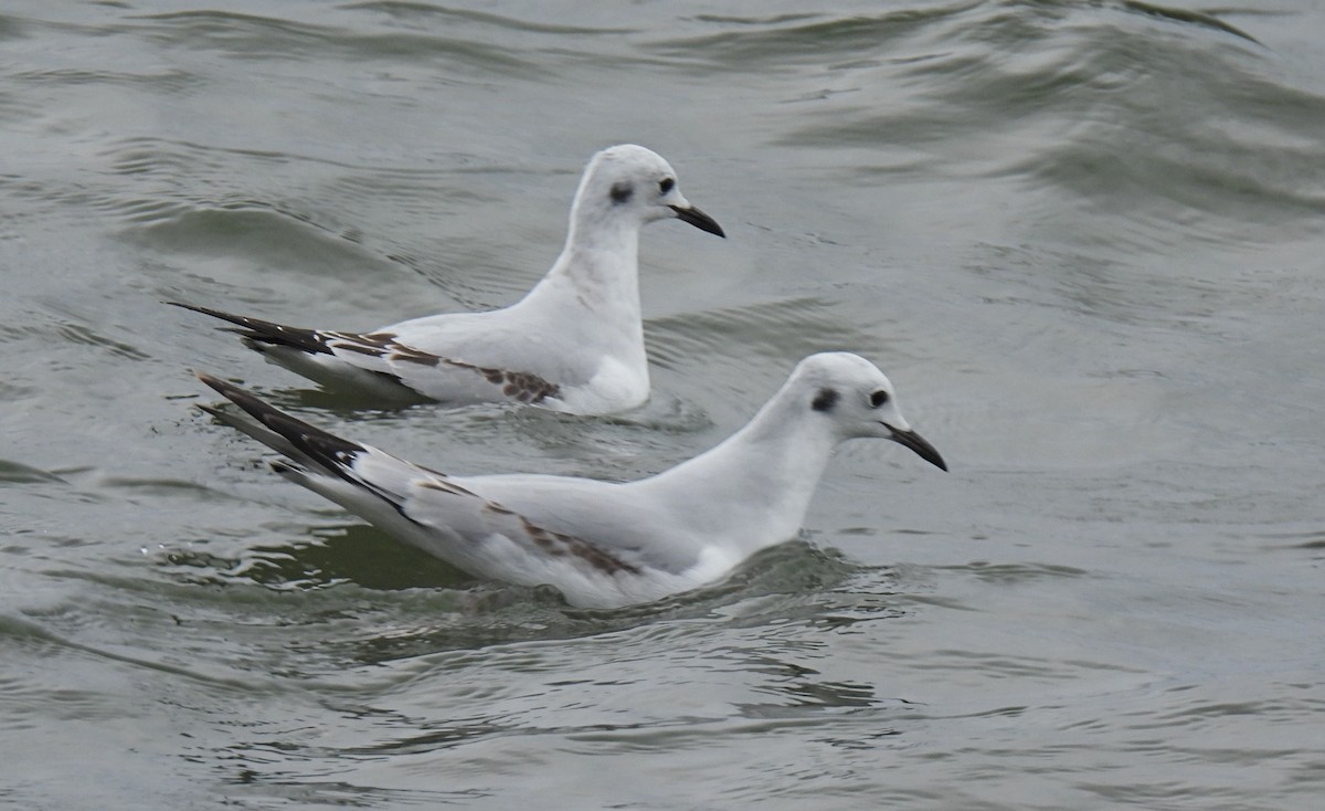 Bonaparte's Gull - ML503532721