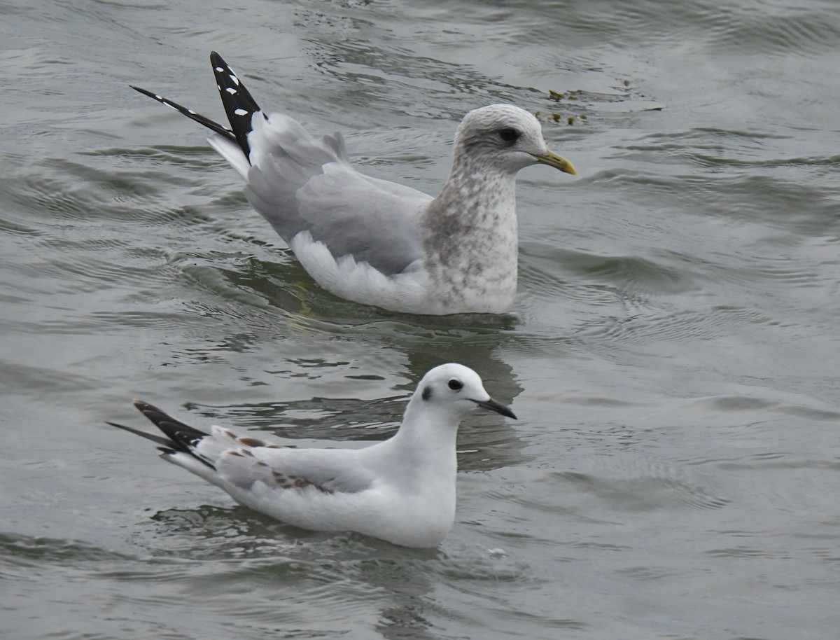 Short-billed Gull - ML503532881