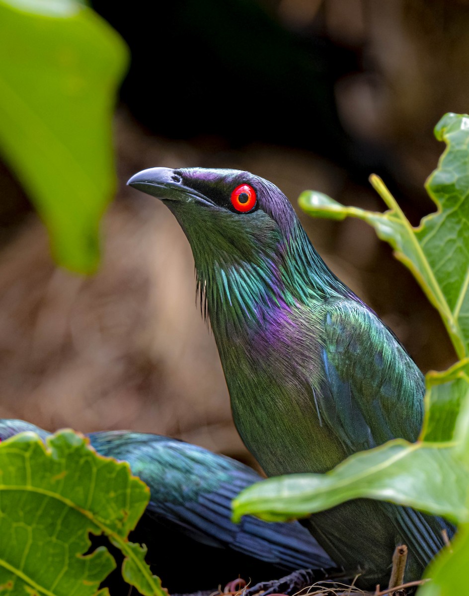 Metallic Starling - ML503532921