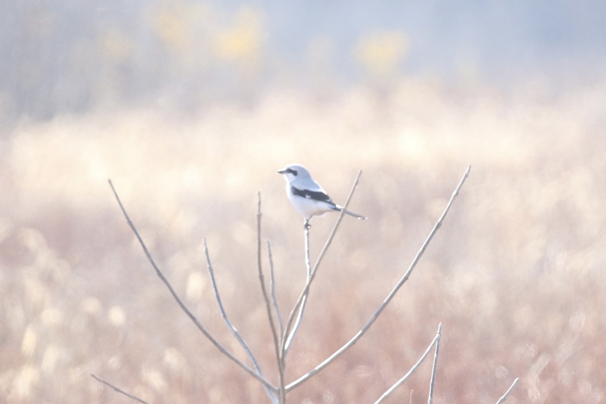 Northern Shrike - ML503533001