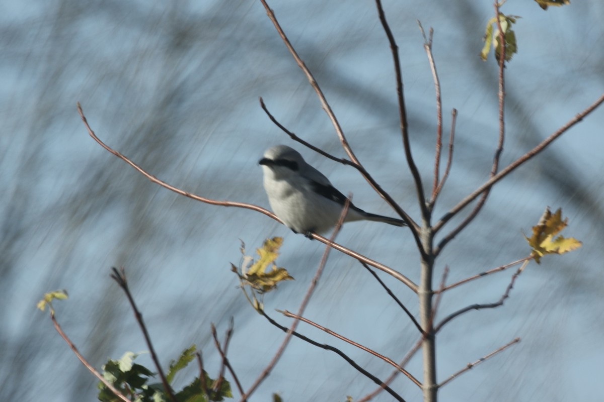 Northern Shrike - ML503533021