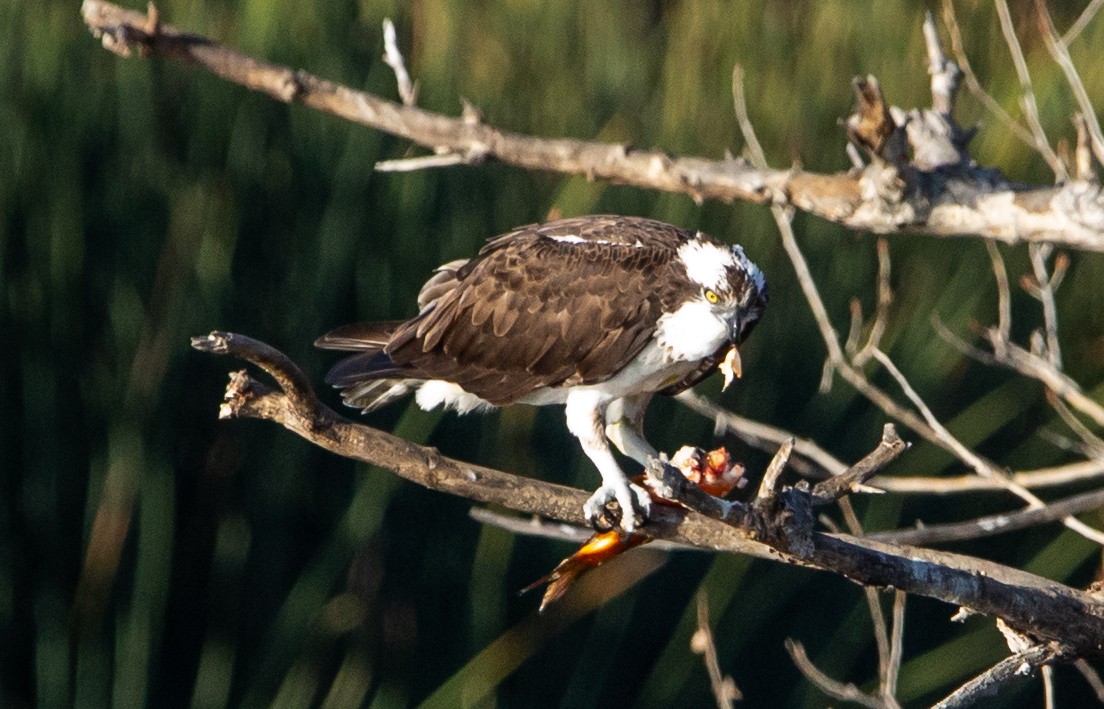 Osprey - Timothy Aarons