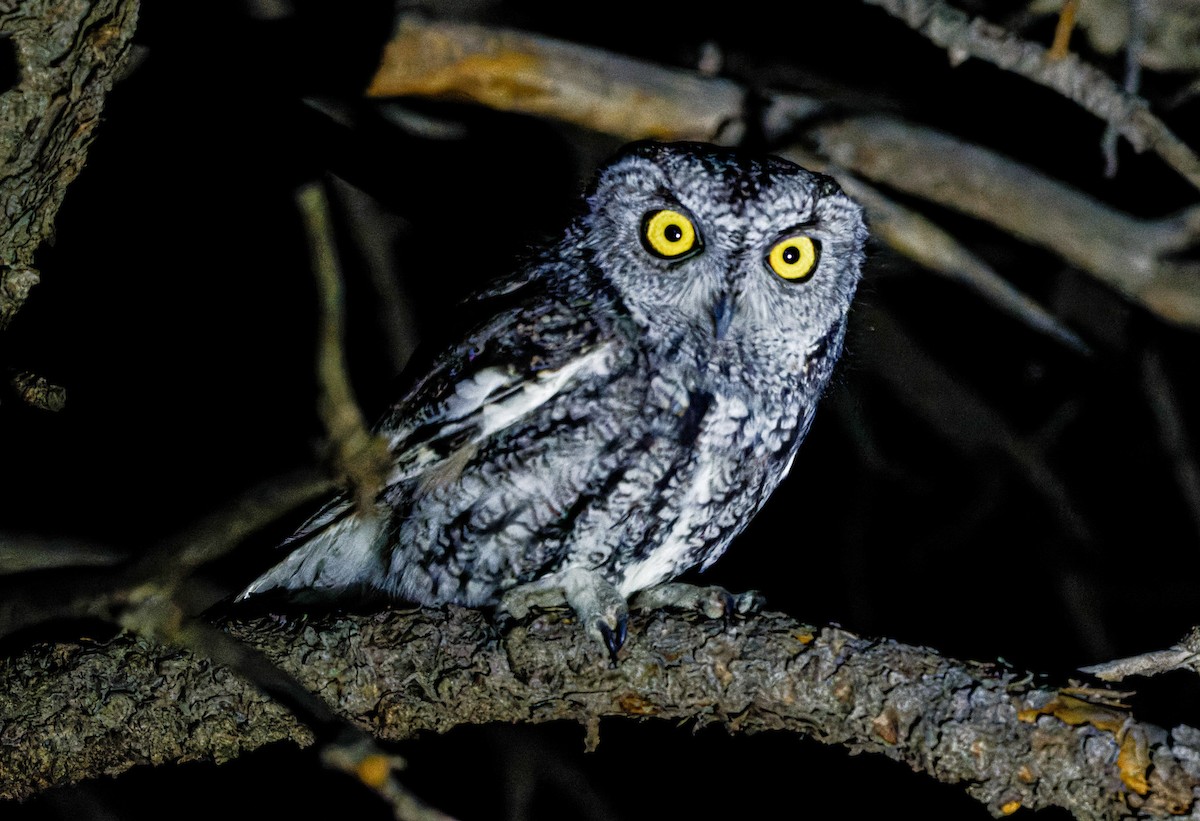 Western Screech-Owl - ML503533731