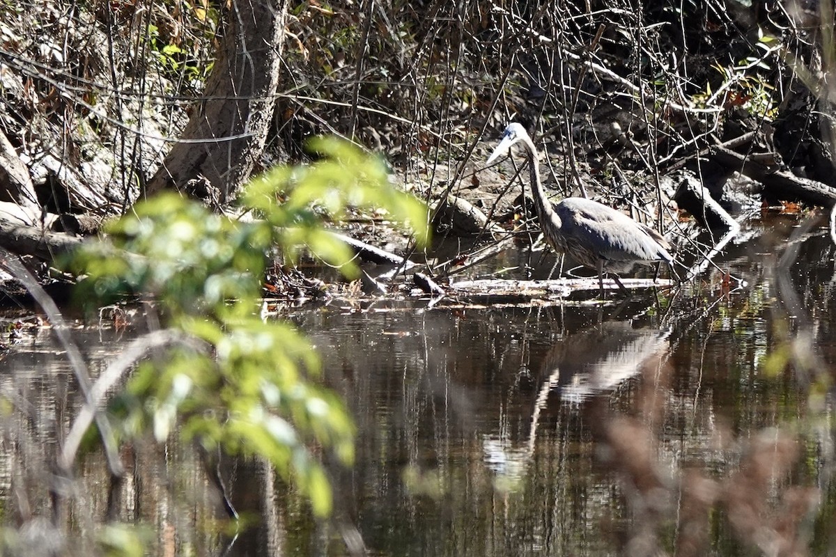 Great Blue Heron - ML503533761