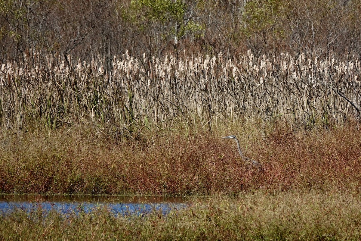 Garza Azulada - ML503533771