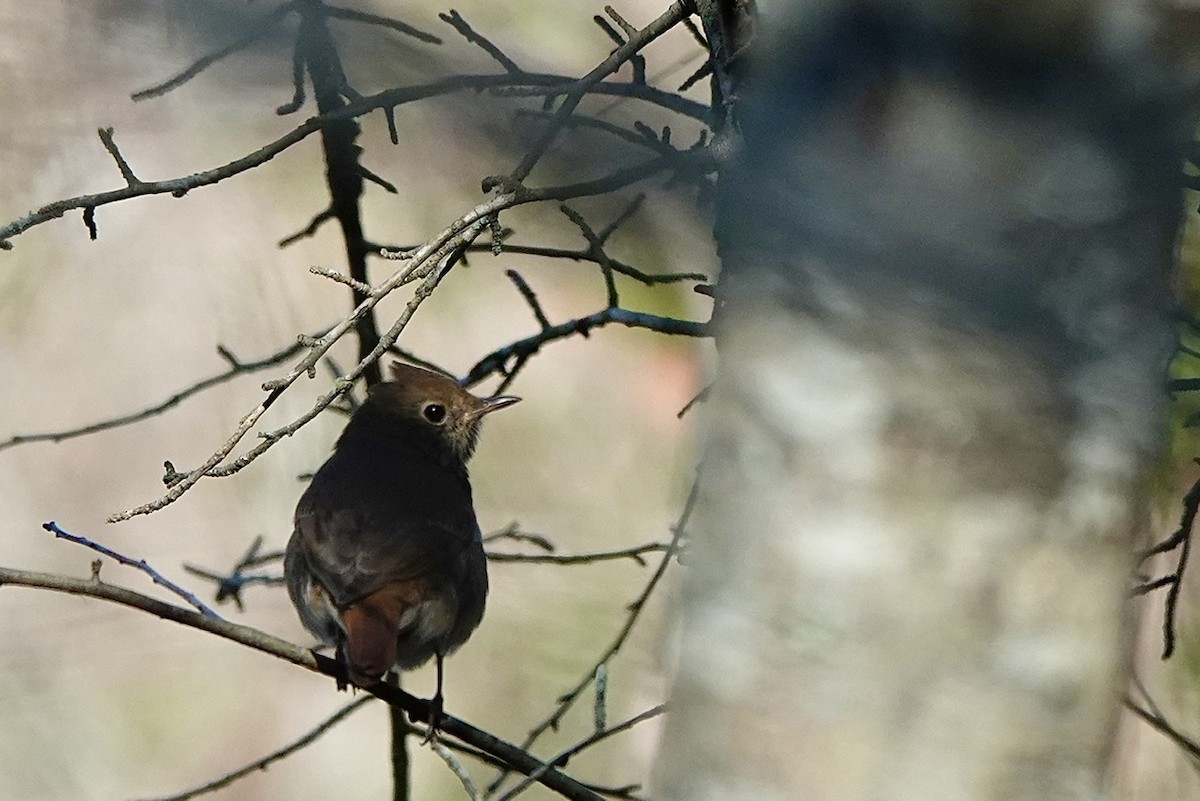 Hermit Thrush - ML503534231