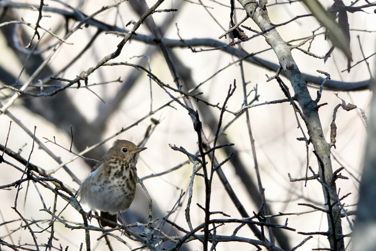 Hermit Thrush - Fleeta Chauvigne