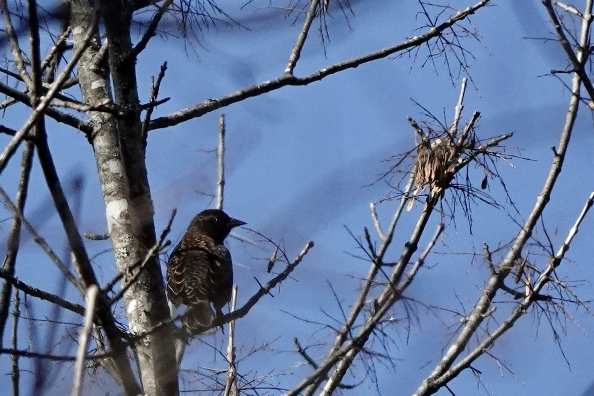 Red-winged Blackbird - ML503534601