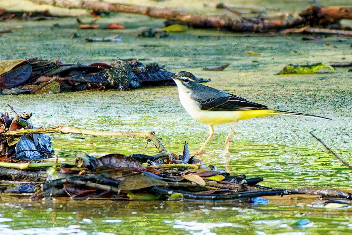 Gray Wagtail - Ravi Iyengar