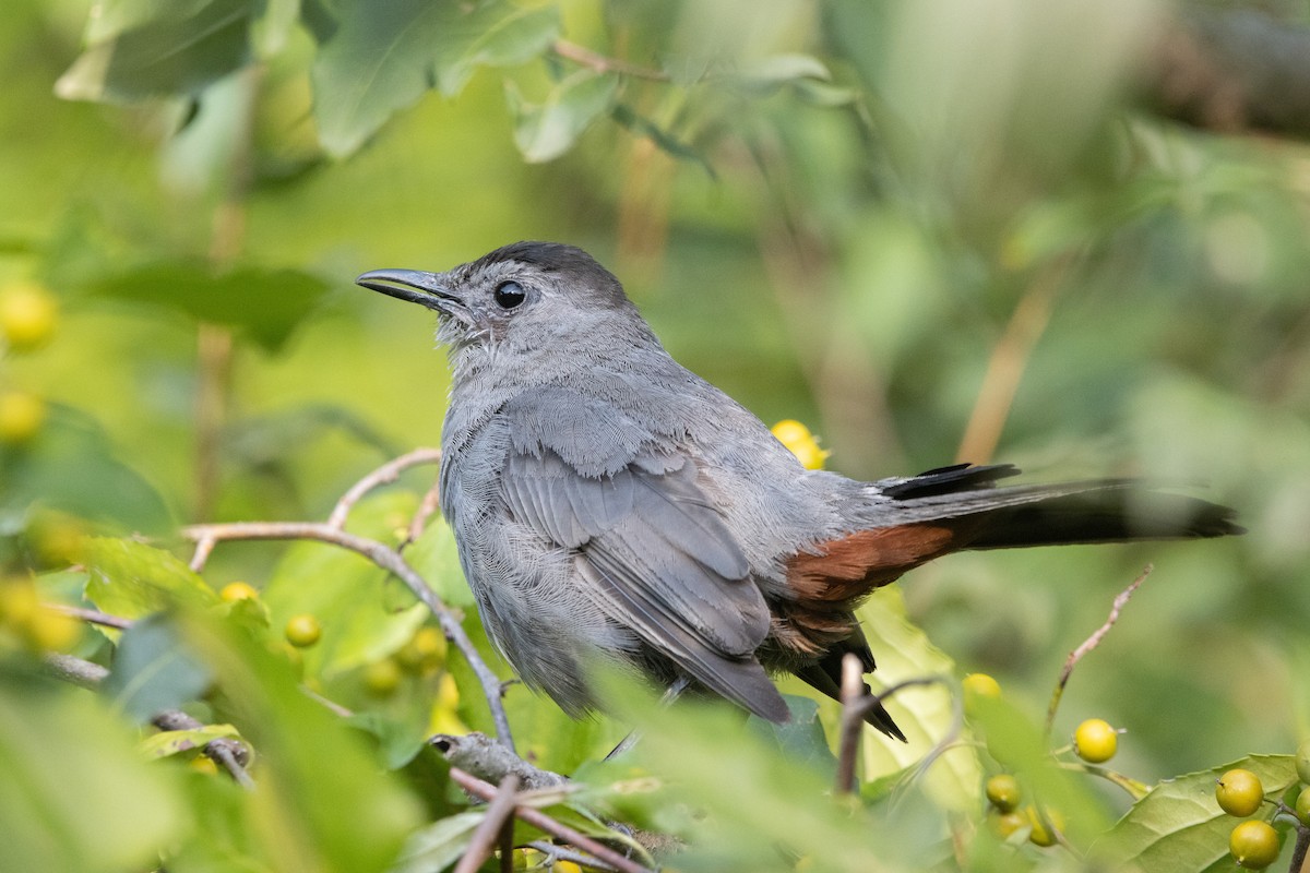 Gray Catbird - Kalpesh Krishna