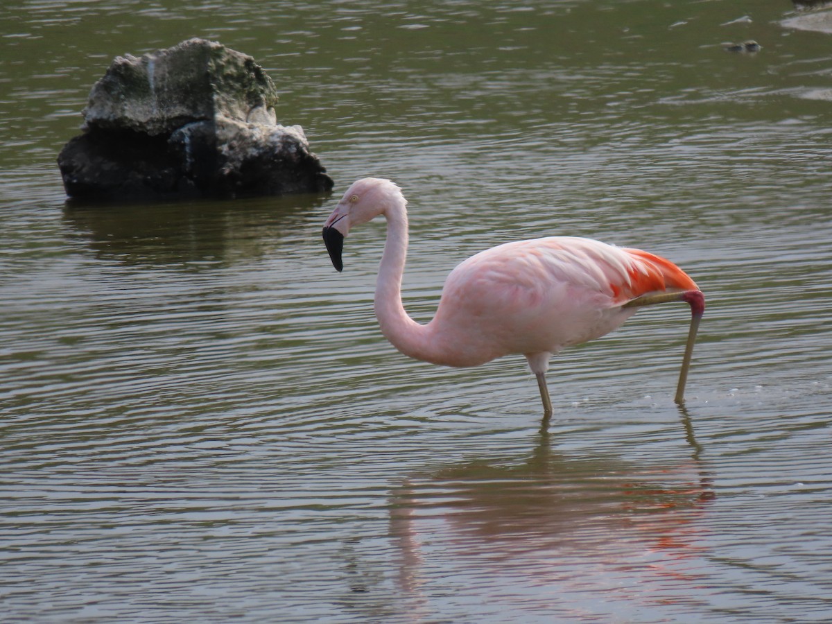 Şili Flamingosu - ML503538721