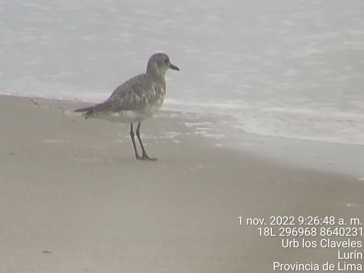 Black-bellied Plover - Hugo Pecho Chipa