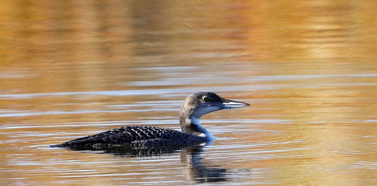 Common Loon - ML503539381