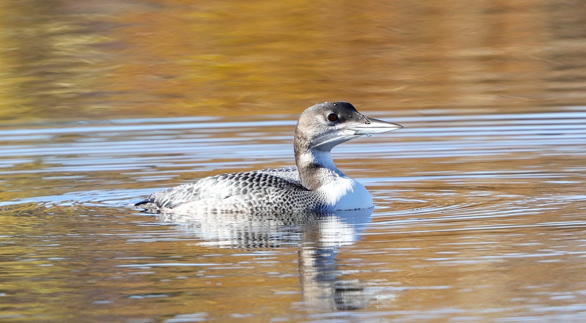 Common Loon - ML503539391