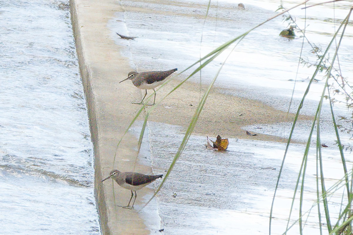 Green Sandpiper - ML503539821