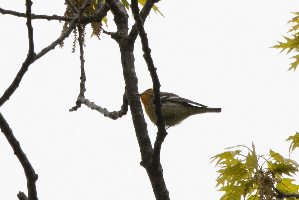 Blackburnian Warbler - Kalpesh Krishna